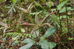Quercus sessilifolia
