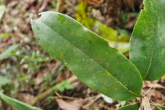 Quercus sessilifolia