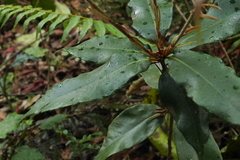 Quercus sessilifolia