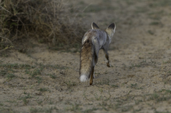 Vulpes vulpes pusilla