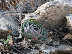 Orostachys