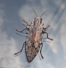 Texania fulleri
