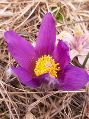 Pulsatilla halleri