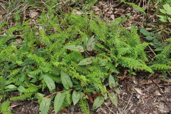 Amauropelta beddomei