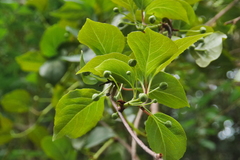 Schisandra arisanensis