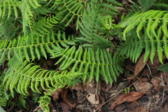 Amauropelta beddomei