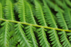 Amauropelta beddomei