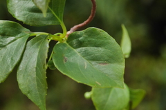 Schisandra arisanensis