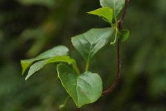Schisandra arisanensis