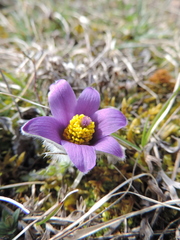 Pulsatilla vulgaris