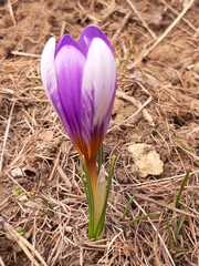 Crocus versicolor