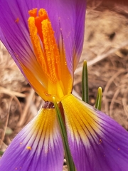 Crocus versicolor
