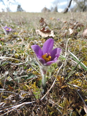 Pulsatilla vulgaris