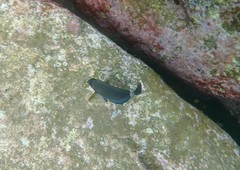 Prionurus microlepidotus