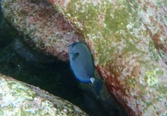 Prionurus microlepidotus