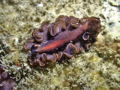 Pseudobiceros splendidus