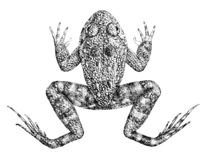 Gunther's Streamlined Frog