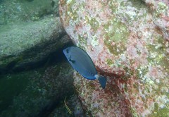 Prionurus microlepidotus