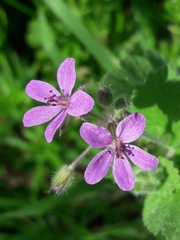Erodium malacoides