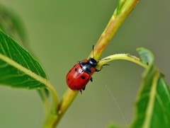 Gonioctena linnaeana