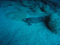 Rypticus saponaceus