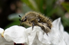 Tropinota squalida