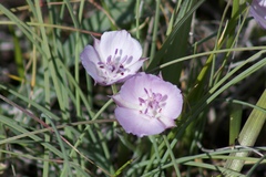 Calochortus umbellatus