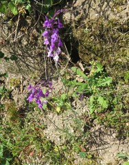 Linaria elegans