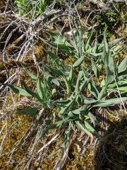 Takhtajaniantha austriaca