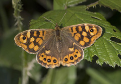 Pararge aegeria