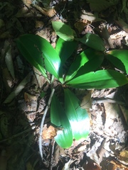 Clintonia borealis