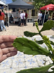 Brasiliopuntia brasiliensis
