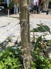 Brasiliopuntia brasiliensis