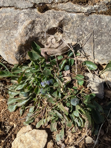 Globularia bisnagarica, photograph 6