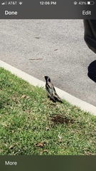 Sturnus vulgaris