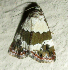 Deltote olivula