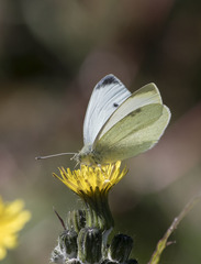 Pieris rapae
