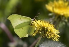Gonepteryx rhamni