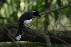 Cyanocorax cyanopogon