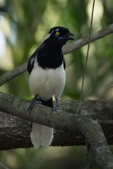 Cyanocorax cyanopogon