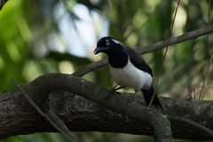 Cyanocorax cyanopogon