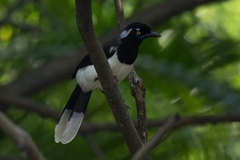 Cyanocorax cyanopogon