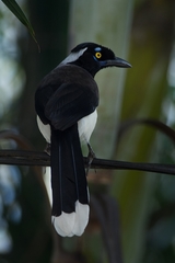 Cyanocorax cyanopogon