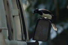 Cyanocorax cyanopogon