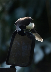 Cyanocorax cyanopogon