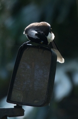 Cyanocorax cyanopogon