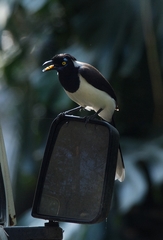 Cyanocorax cyanopogon