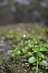Epilobium nerteroides