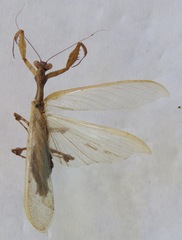 Antemna rapax