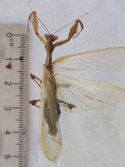Antemna rapax